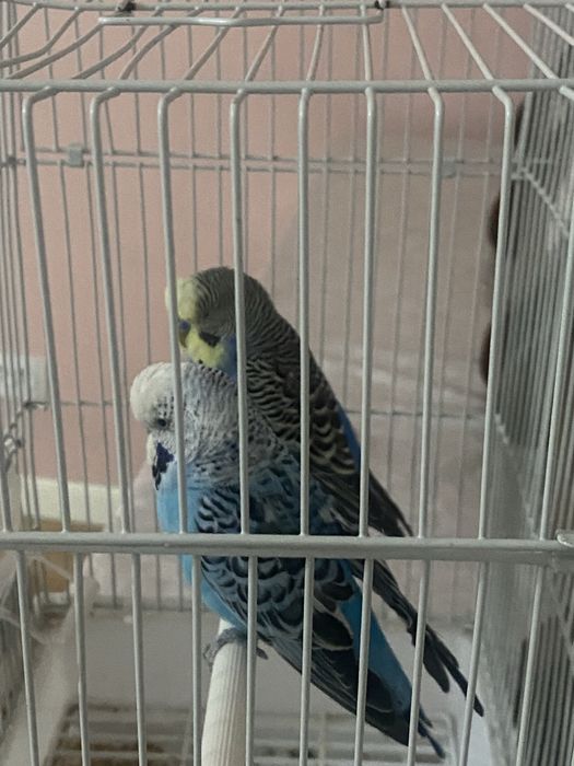 Волнистые попугаи