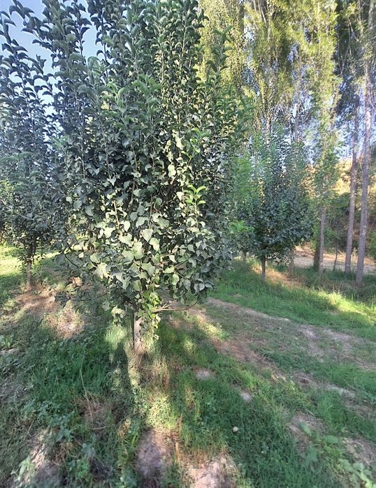 Дӯрмон Қ.Ф.Й. Янги Арғин махалласида 3,5 сот. ер участкаси сотилади.