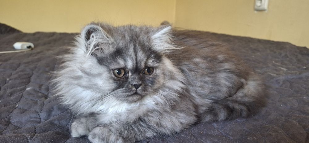 Персийски котета