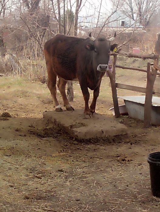 Семиз сиыр сатылады