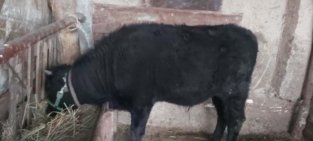 Бык бұқа бурыл ауылында