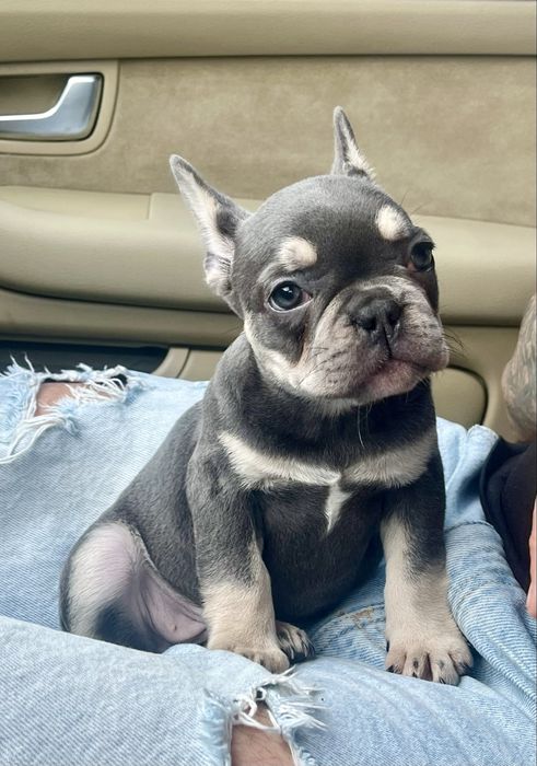 Bulldog Francez