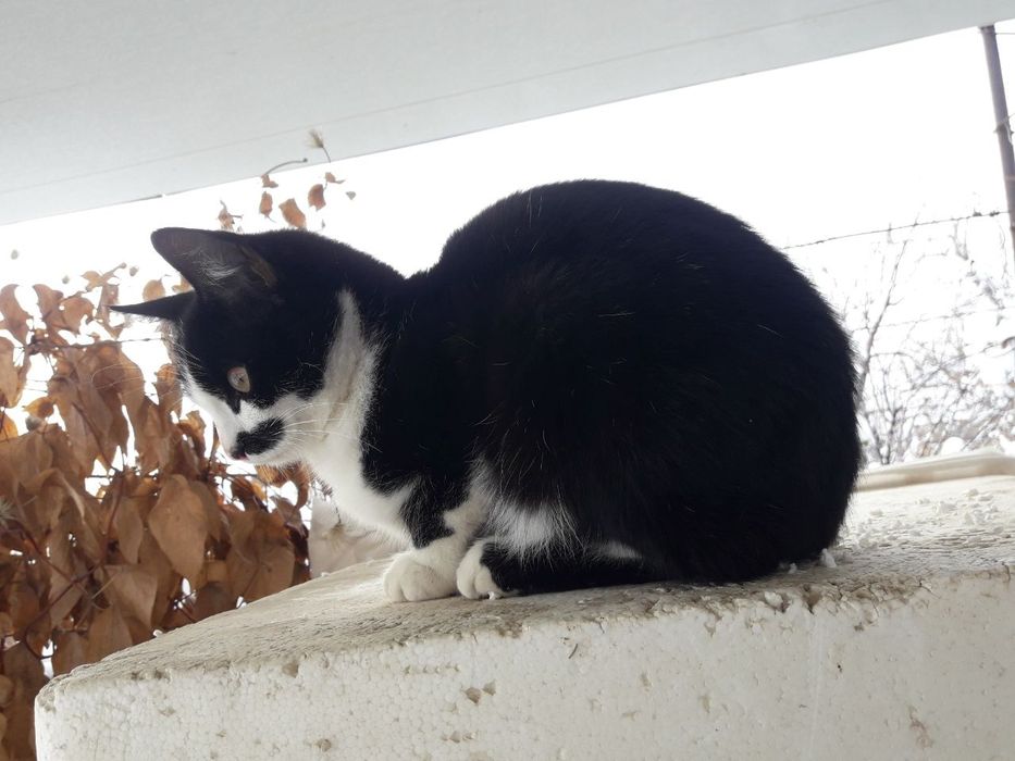 Ласковый котёнок мальчик ищет дом