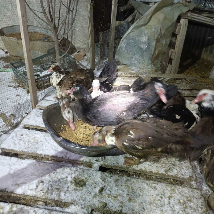 Продам индоуток (мускусных)