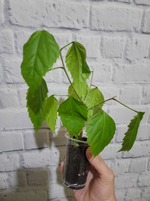 Комнатные цветы. Гибискусы.