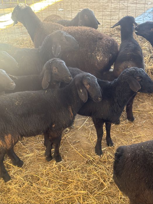 Урғашы токтылар сатылады