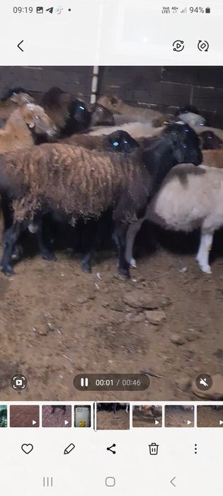 Продаю кошкаров 2шт  эдильбаи