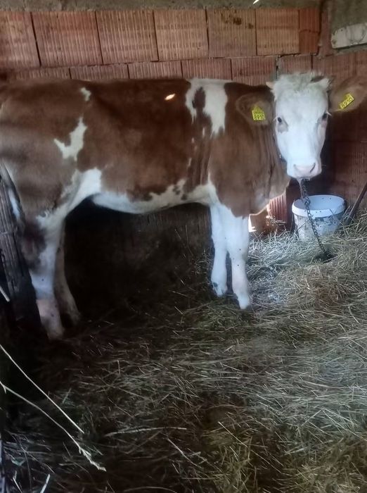 Vând doua vitele baltata românească  de sase luni și jumătate