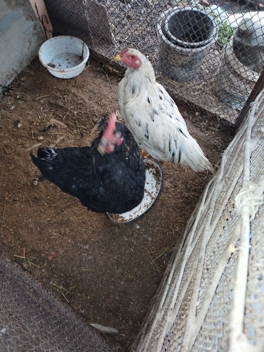 Sotlad toviqla  va xoroz sotlad soglom