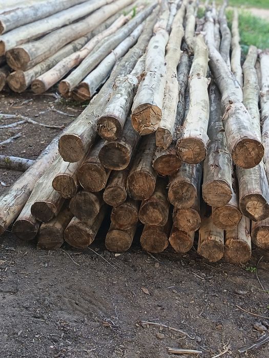 Terak sifatli erta baxor kesilgan archilgan