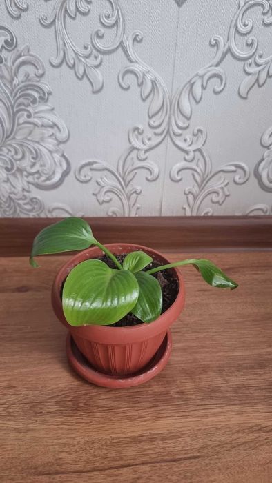 Цветы комнатные срочно продам от 2000тг до 5000тг.