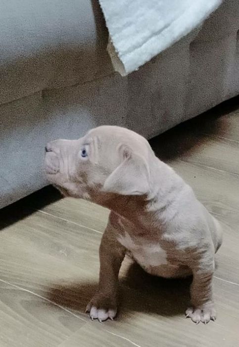 Американско були ХЛ