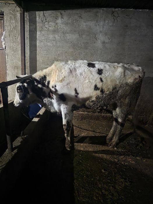 Продам быка порода сементаль