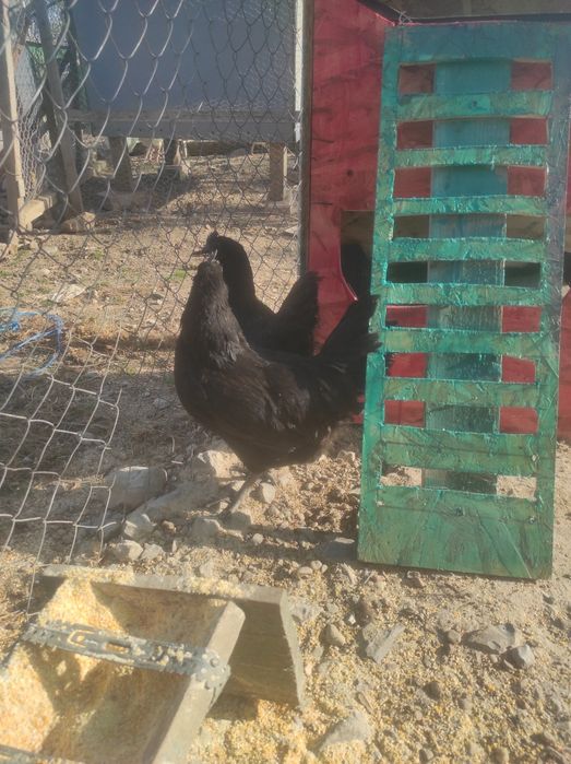 Ouă  Ayam Cemani