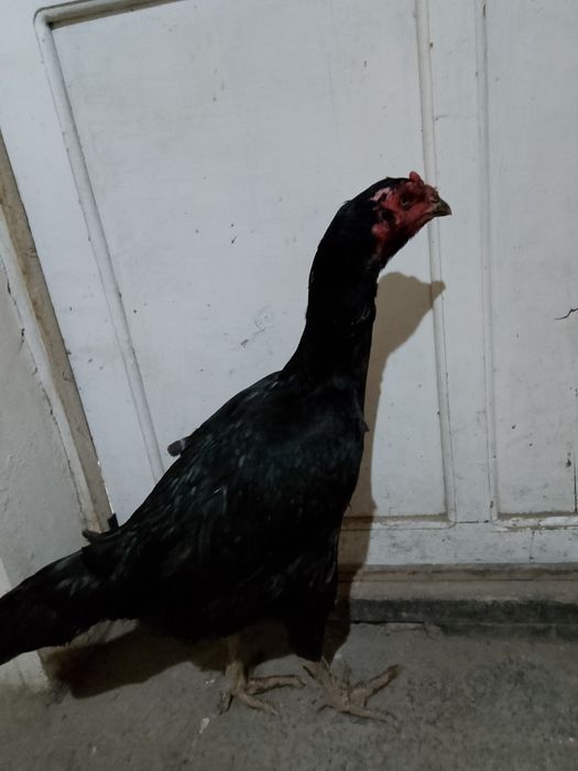 Зор мекен сатылады