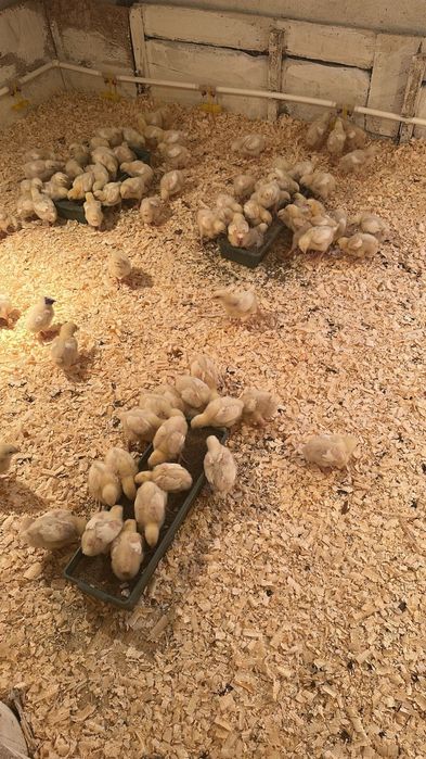 Бройлеров кобб 500