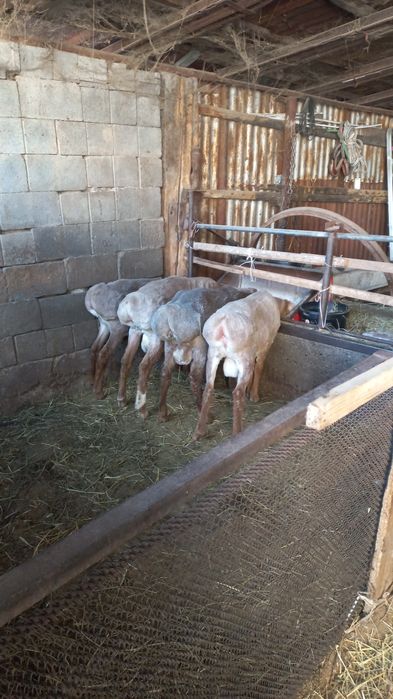 Продам кошкаров и тохтушек