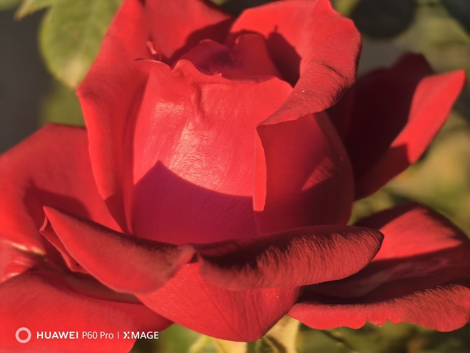 Huawei p60pro торг