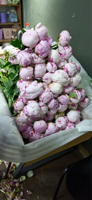 Пионы Пионы Пионы