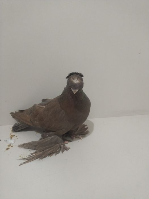 Голубы двухшубые