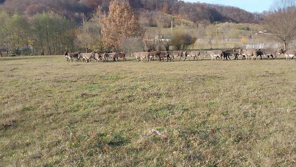 Lapte de măgăriță