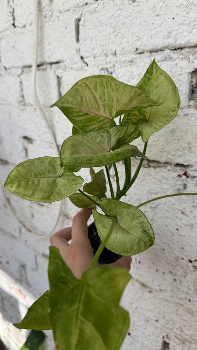 Сингониум, комнатный цветок