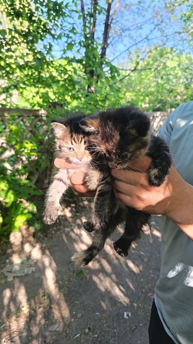 Дарю котят!!! Срочно