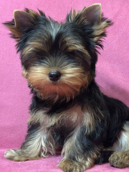 Йоркширский терьер , кобель 3 месяца