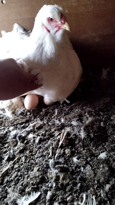 Продавам яйца и птиците Кохинг стандарт. Жълт Орпигтон. Брама