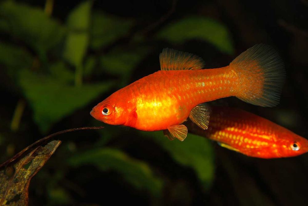 Животные,рыбки,аквариумистика