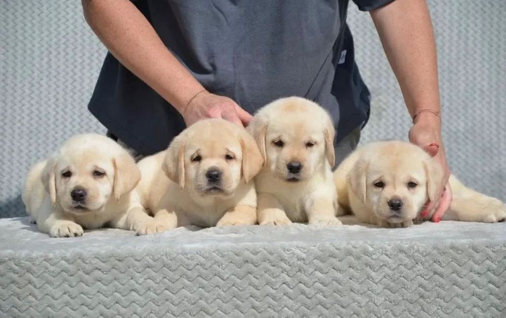 Щенки Лабрадор-Ретривер!