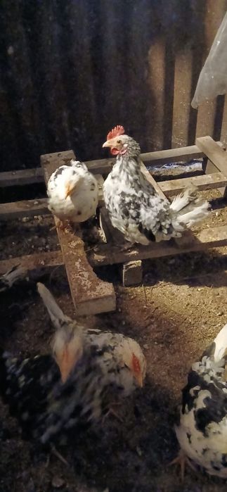 Vând puicuțe și cocoșel americani..