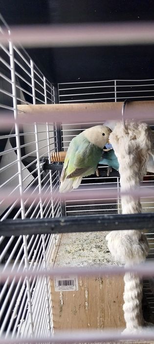 Papagali agapornis rosecoils disponibili.