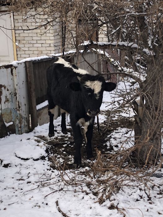 Продам двух бычков