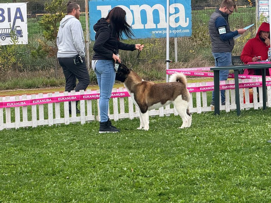 Vand akita american femela