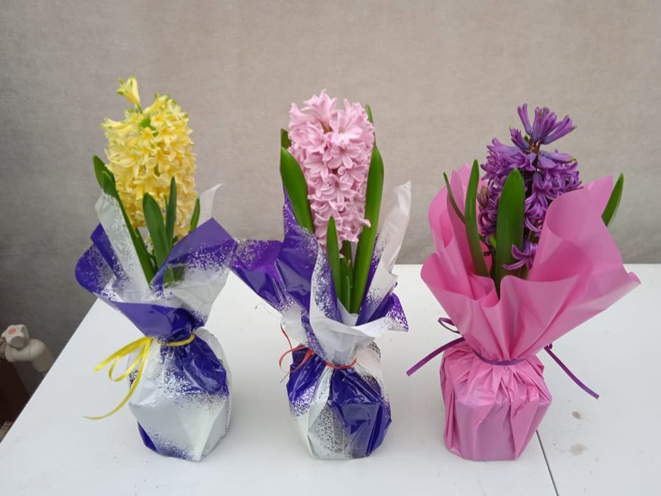 Гиацинты к 8 марта