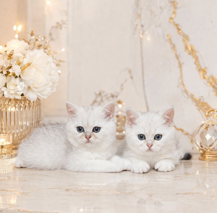 Британские Шиншиллы шоу класса