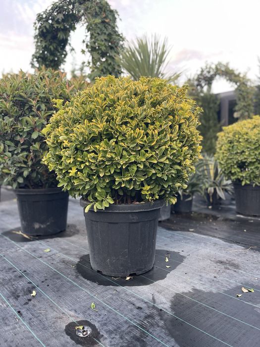 Palmier , Yucca , Maslin, Photinia Evonymus - Plante