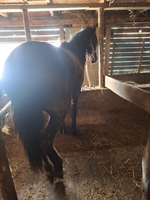 Продам жеребца иноходец(жорга)