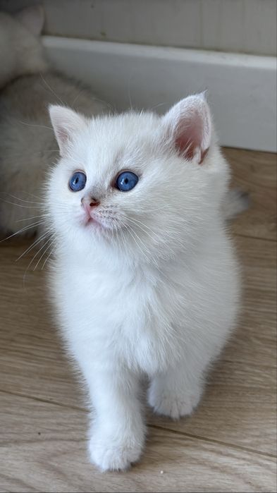 Чистокровные британские шиншиллы!