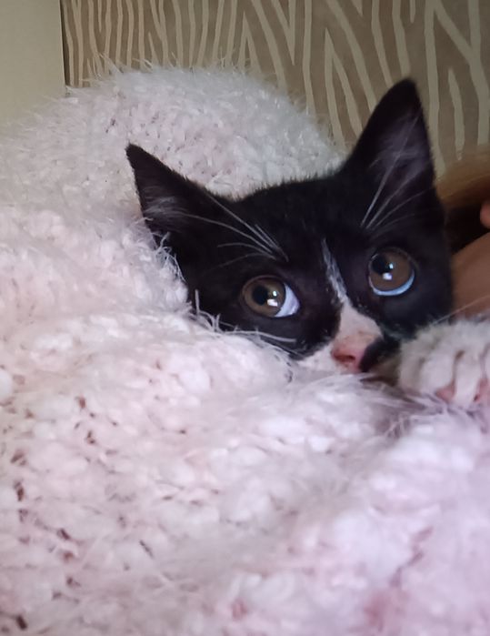 Малко коте търси дом