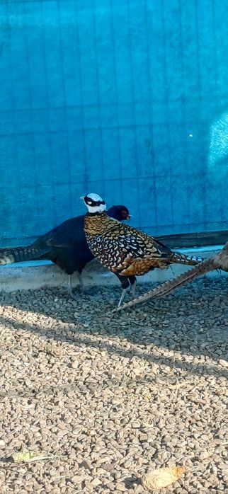 Mascul fazan regal de un an