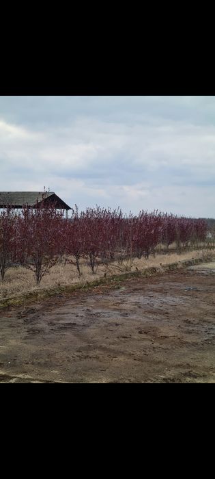 Tei, Platan, Mestecan, Salcam, Brazi ,Tuia ,Artari etc.