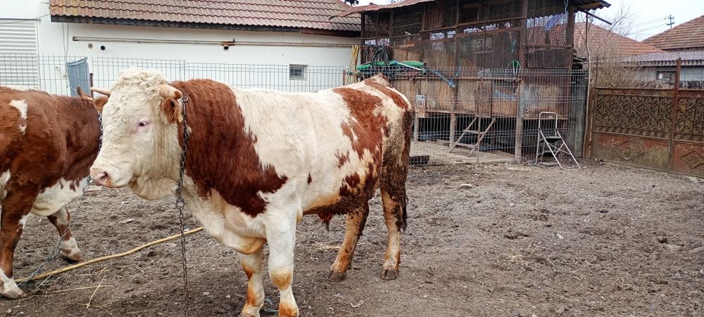 Vând taur bălțat romanesc