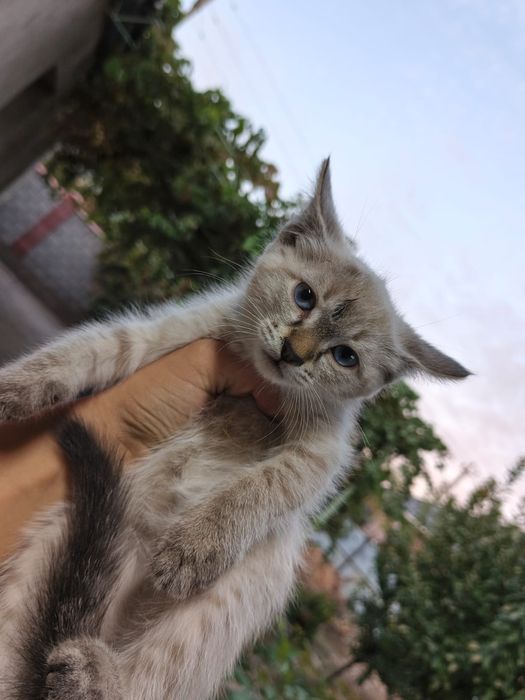 Котята в хорошие руки