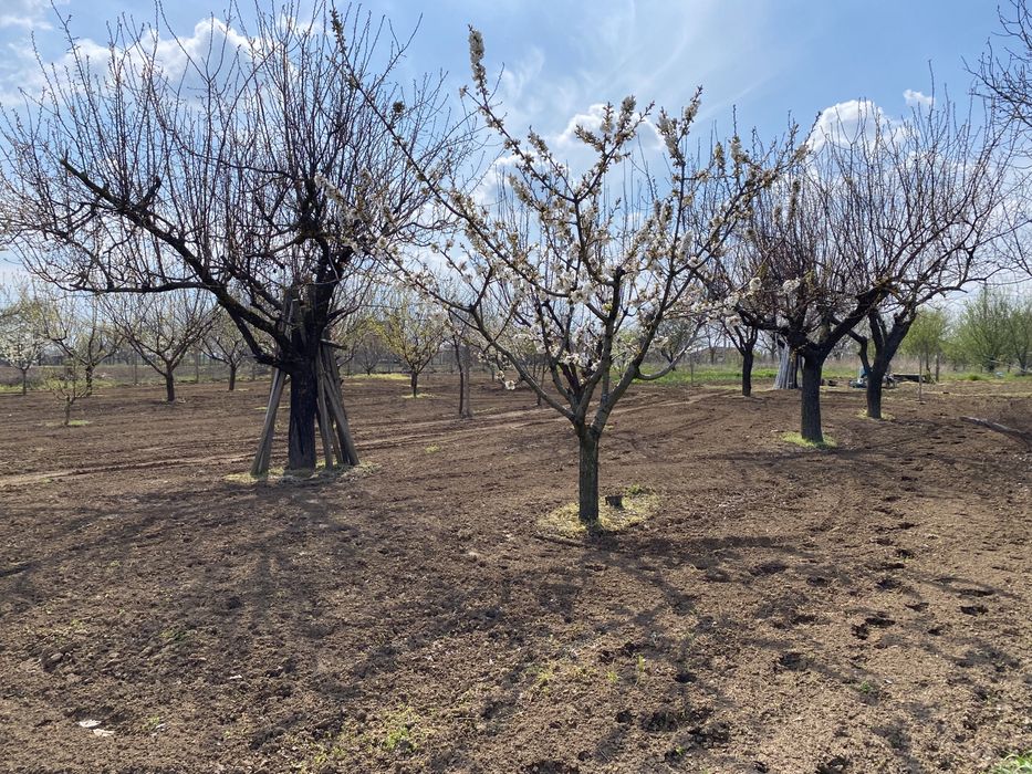 Продава се Парцел в Силистра, Север - 1278 кв.м за 12 €/кв.м - Снимка #4