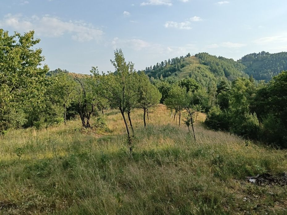 Vând teren în satul Târsa