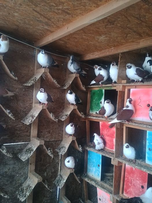 Porumbei jucători de galati