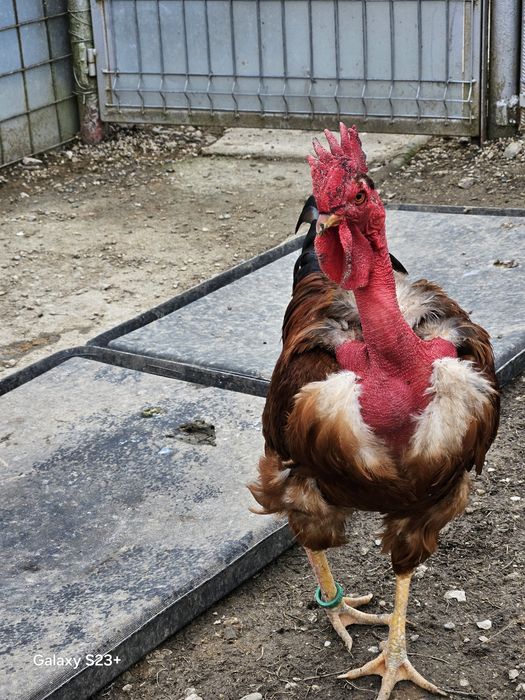 Schimb cocoș git golas de Transilvania