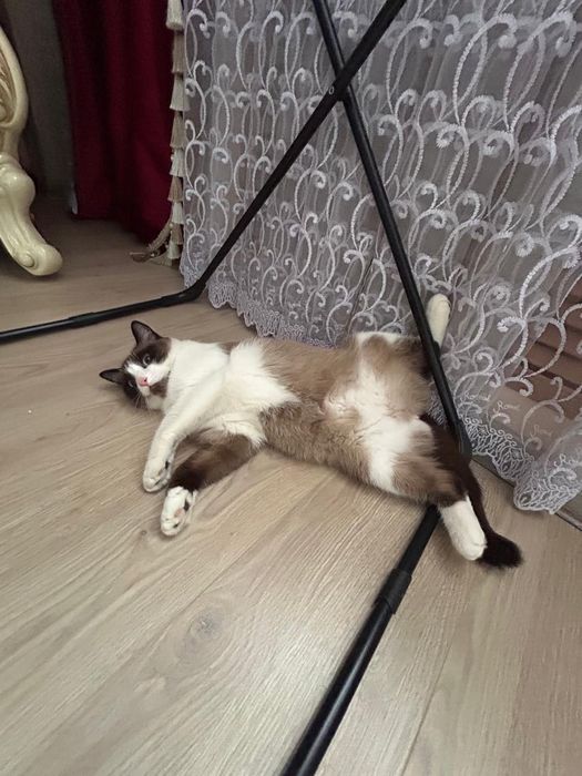 Отдам в хорошие руки кошку